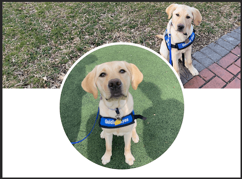 A yellow Lab in Pup Program jacket sits in a circular photo with rectangular pic of her behind it