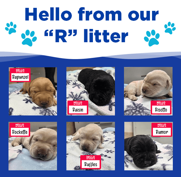 hello from our R litter above six square photos of little puppies