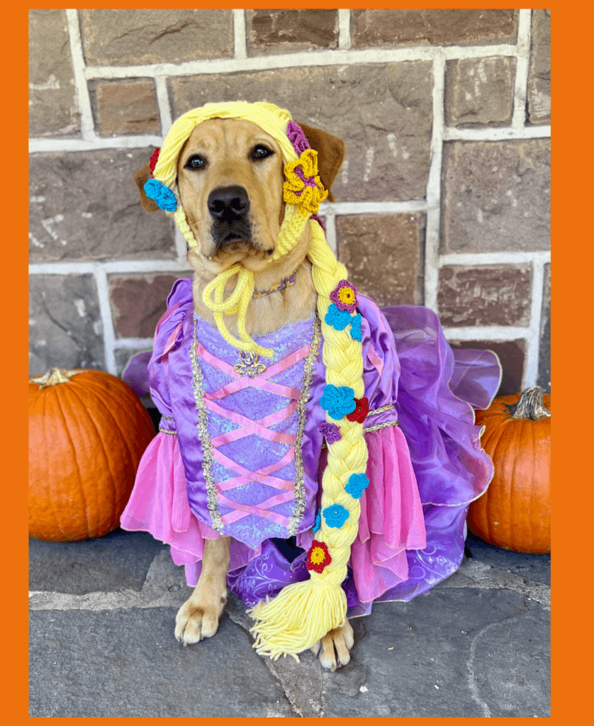 Female yellow lab Rapunzel sits in a purple and pink sparkly dress between two pumpkins with a long yellow yarn wig made to look like Rapunzel’s infamous blonde locks from the movie Tangled. Colorful knit flowers are braided into the wig as in the movie.