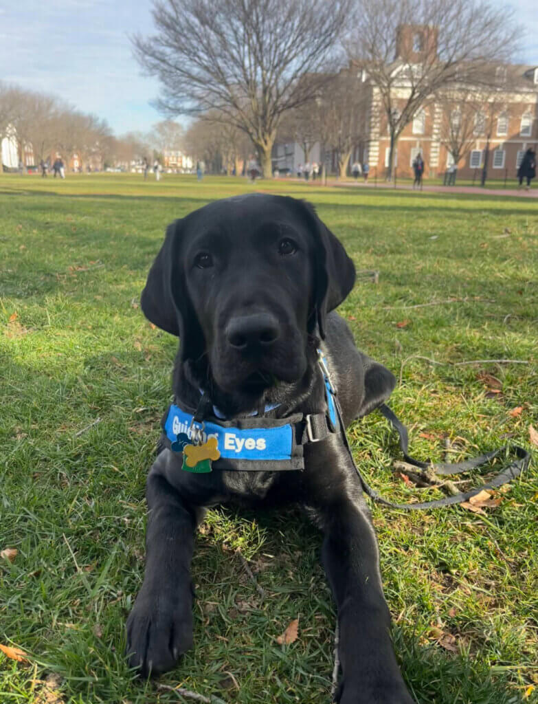 Black Lab and pup on program Yodel lies in the grass of a college campus