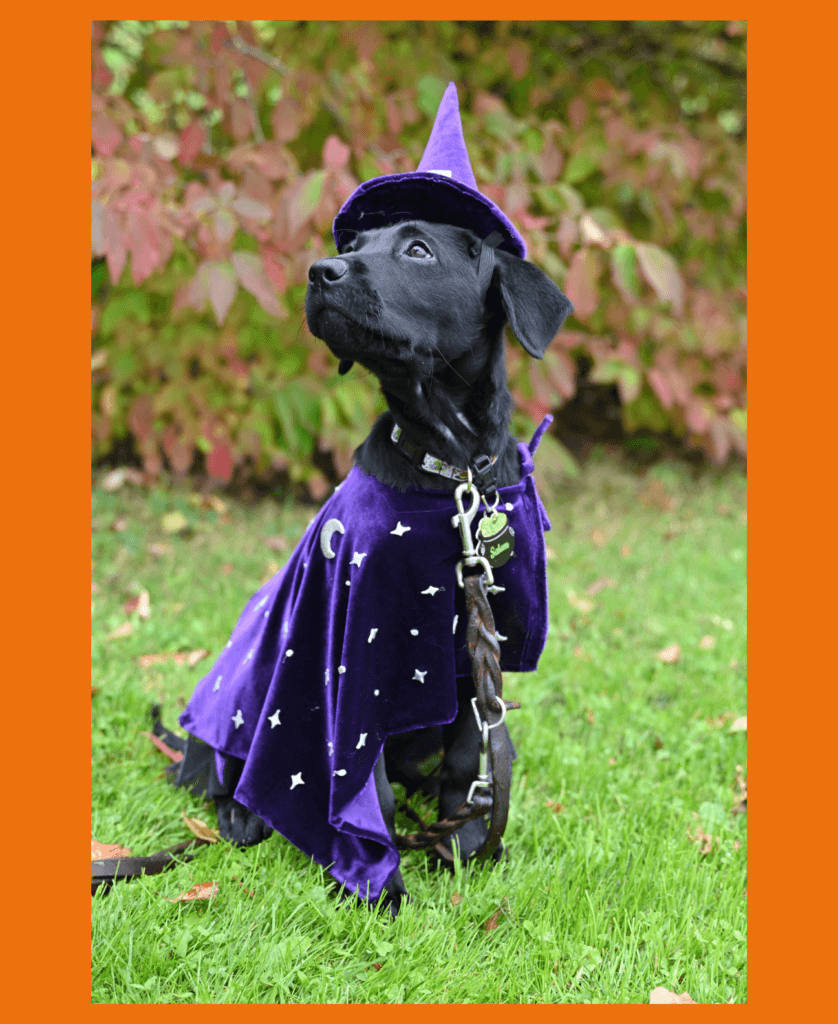 Female black lab puppy Salem sits in a grassy yard and looks off camera majestically. She wears a velvety cape with stars and a moon on it and a witch hat.