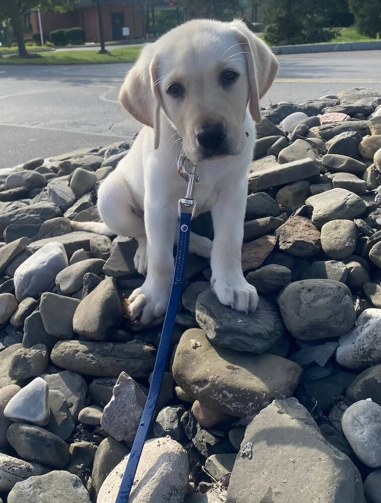 small yellow puppy Adele sits on low pile of smooth rocks