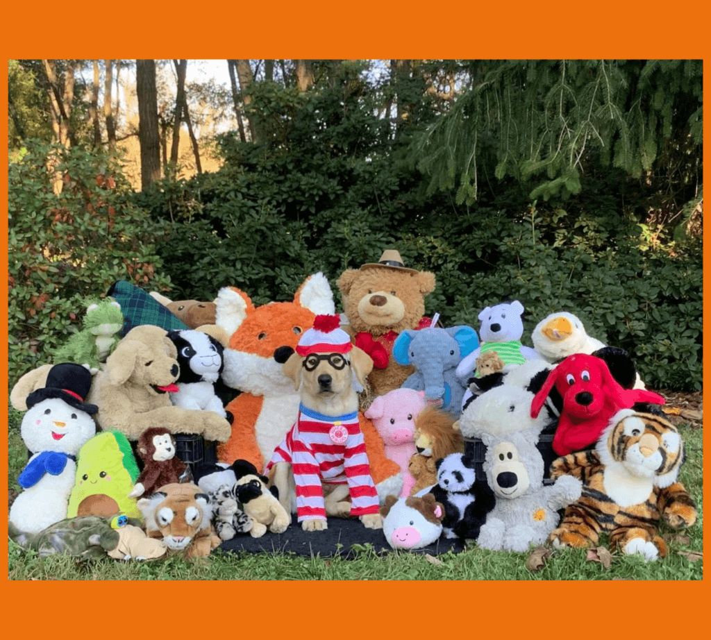 Male yellow lab puppy Waldo sits in the grass surrounded by several stuffed animals. He is nestled in the middle of all of the stuffed animals wearing a red and white striped shirt and a red and white hat as if he is the character “Waldo” in “Where’s Waldo?”