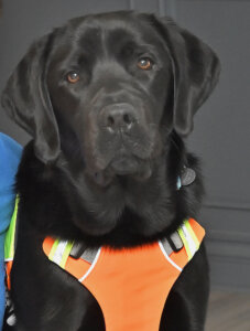 Bruno and black Lab guide dog Joey pose for team portrait