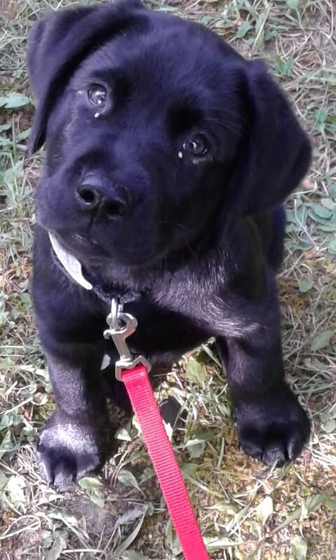black Lab Arby as a young puppy looks up with head tilt
