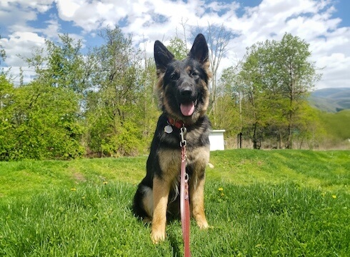 Young German Shepherd pup Whitney sits in a grassy tree lined area with a happy tongue out