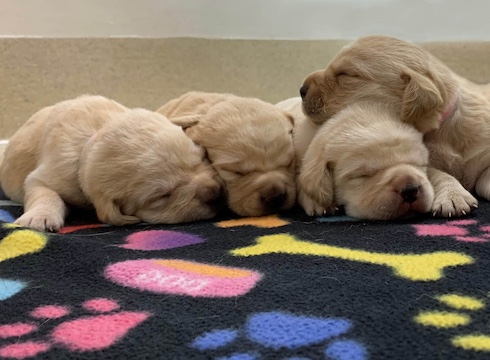 3 pups line up sleeping as 4th props head on the last one facing towards them, on a black blanket with colorful paw and bone print