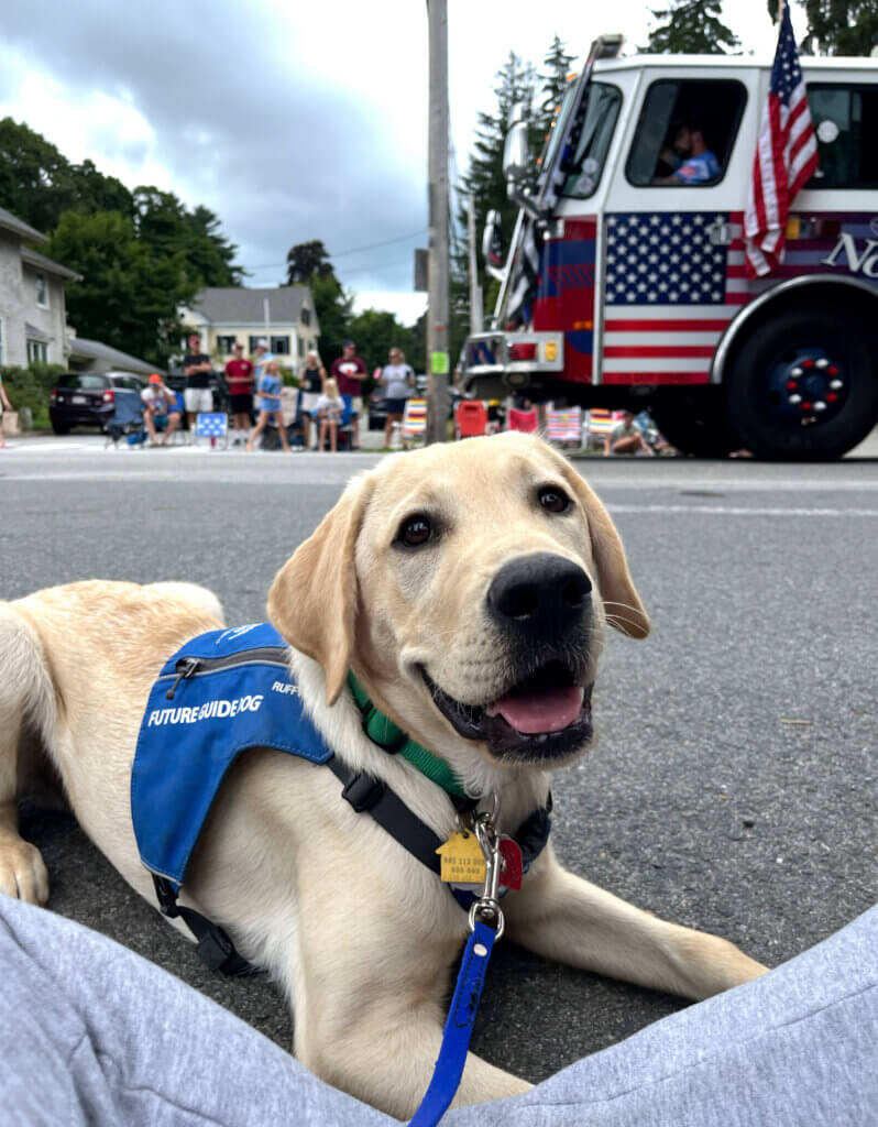 Justice, in Future Guide Dog jacket, happily lies on pavement as a parade passes by him
