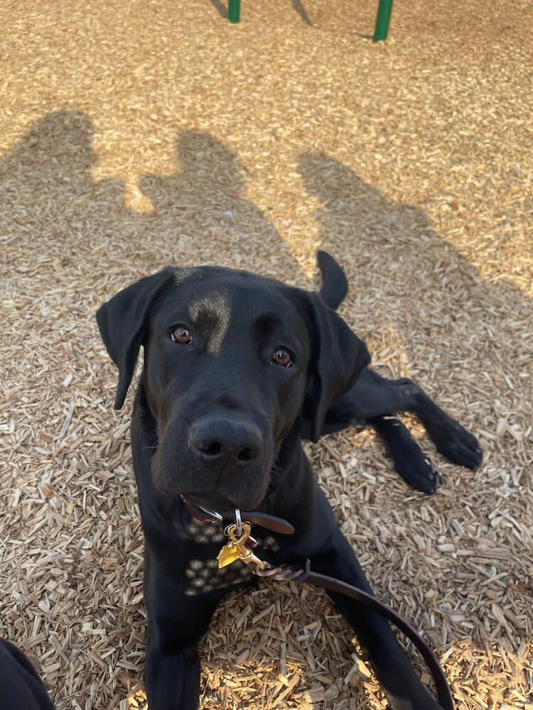 Lab Mary looks up to family who's silhouettes are behind her
