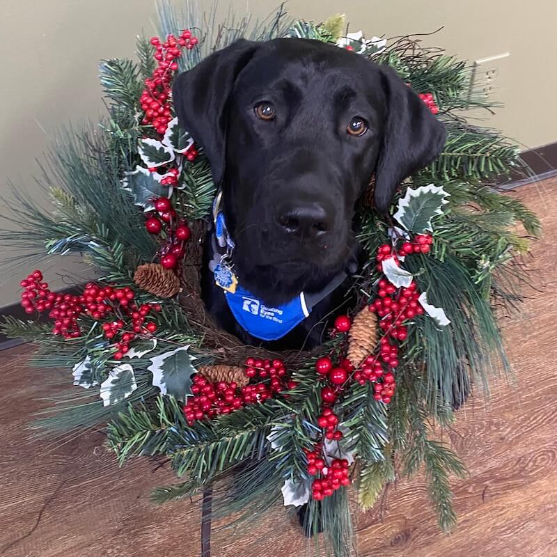 Pup on program Douglas wears an festive Christmas wreath on his neck