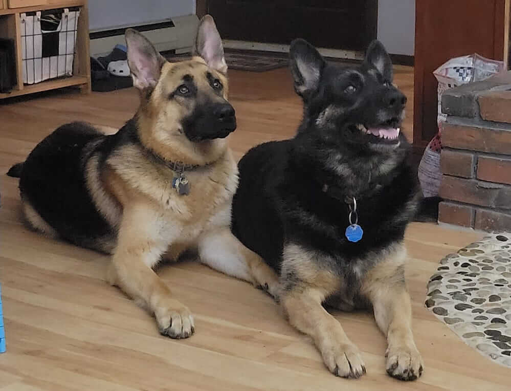 Fritz in a down on the floor with GSD Phoebe
