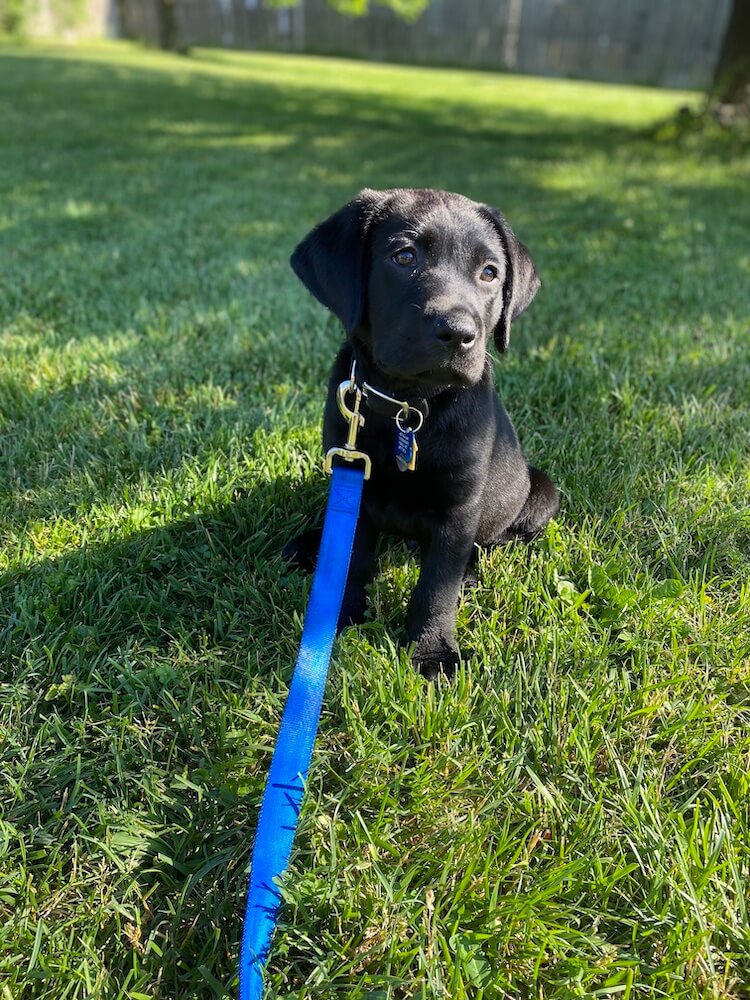 black lab puppy Gideon sits in grass on a blue leash