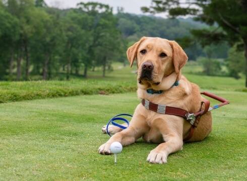 Loki, a male yellow lab, lays on the golf course green while in harness. A white golf ball placed on a tee sits between Loki's legs, and he looks attentively toward the camera.