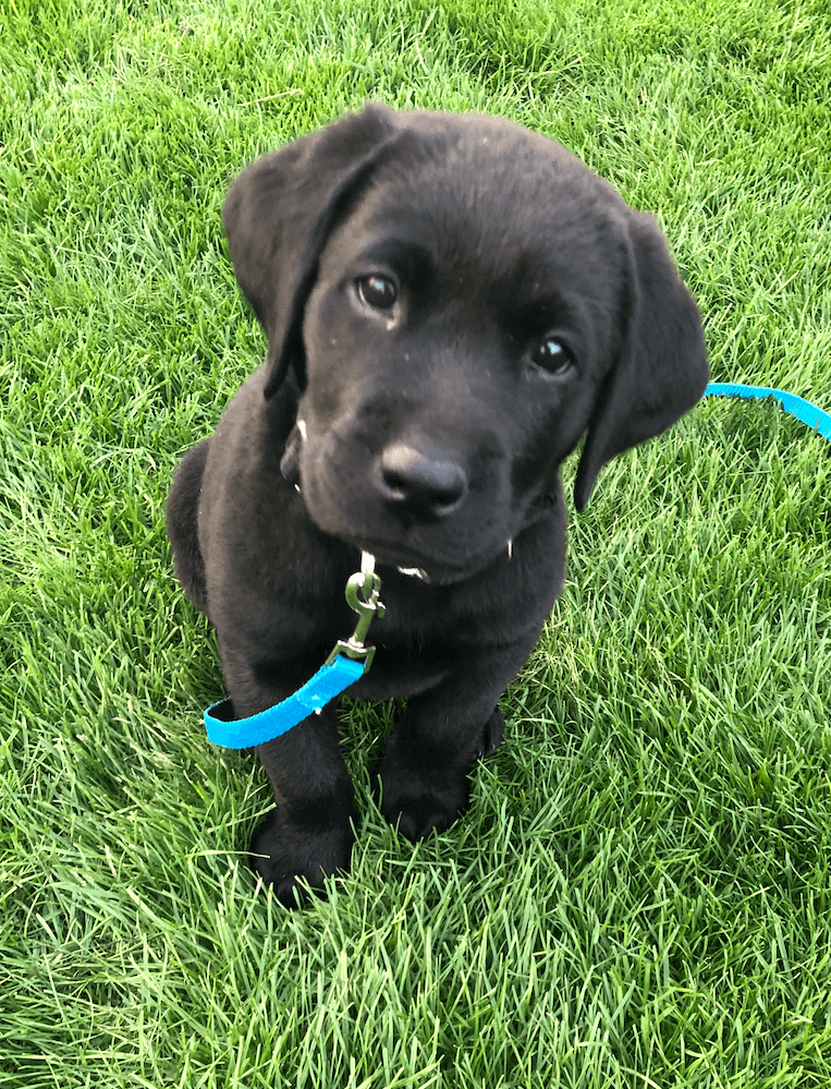 Little puppy Noah looks up from the grass