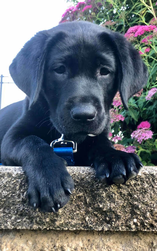 young puppy Gideon poses by pink flowers along wall edge