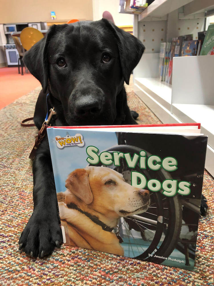 Gideon on the floor near library shelf reads book about Service dogs