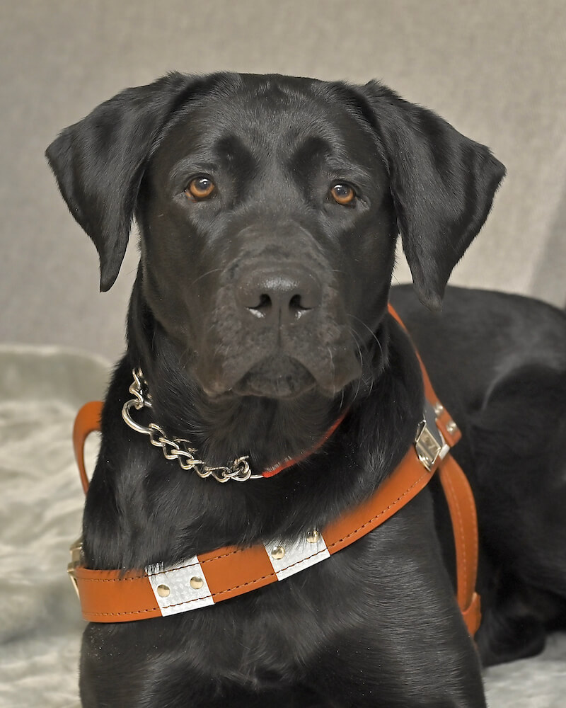 Guide dog Mary in a down looking seriously at the camera