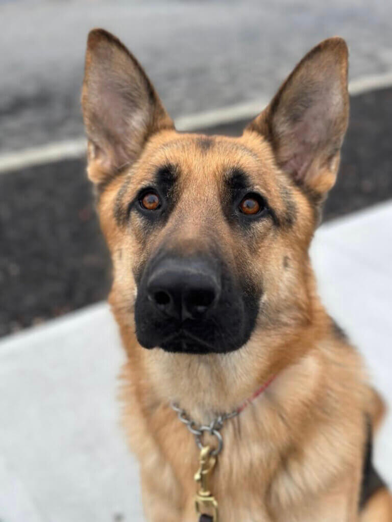 serious close up of GSD pup on program Fritz