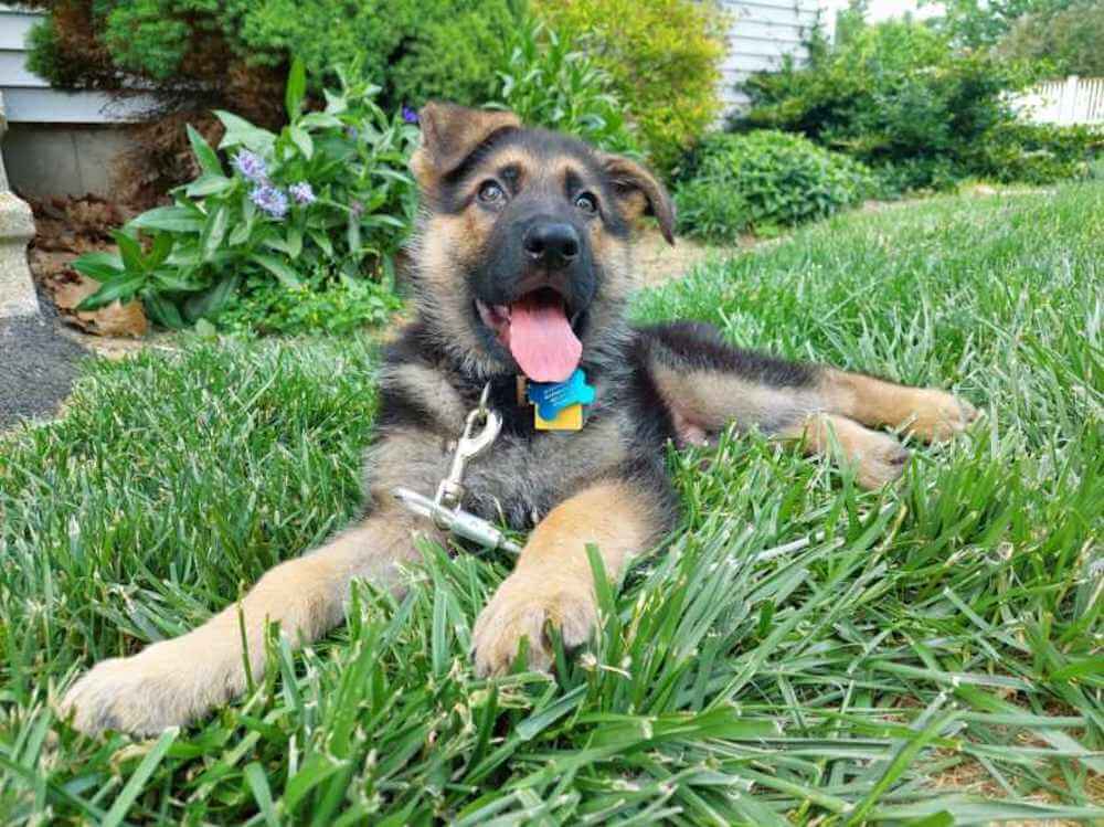 GSD puppy Fritz in a down in grass with tongue out happily