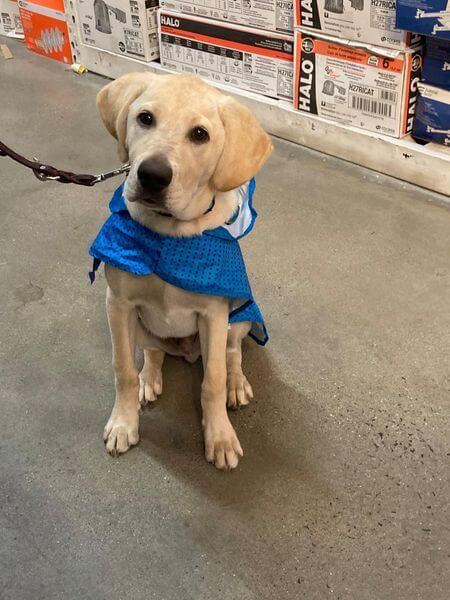 yellow pup O'Neil in blue jacket sits during trip to Home Depot
