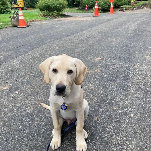 Pup O'Neil sits obediently on pavement with orange cones behind him