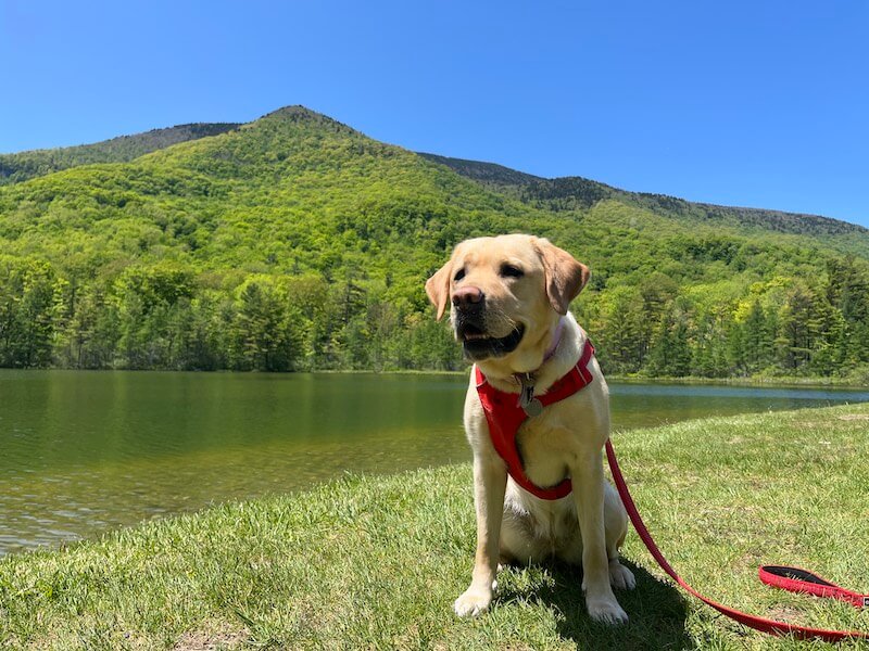 Yellow Lab brood Juniper sits in sun beside a lake with mountain beyond