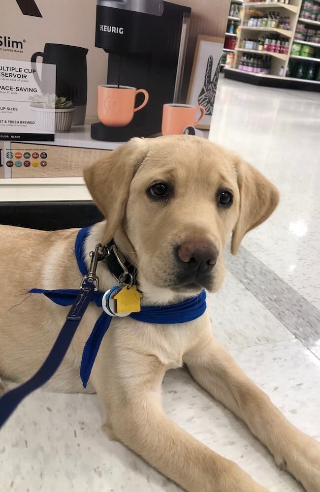 Puppy Hawaii in a down at the department store