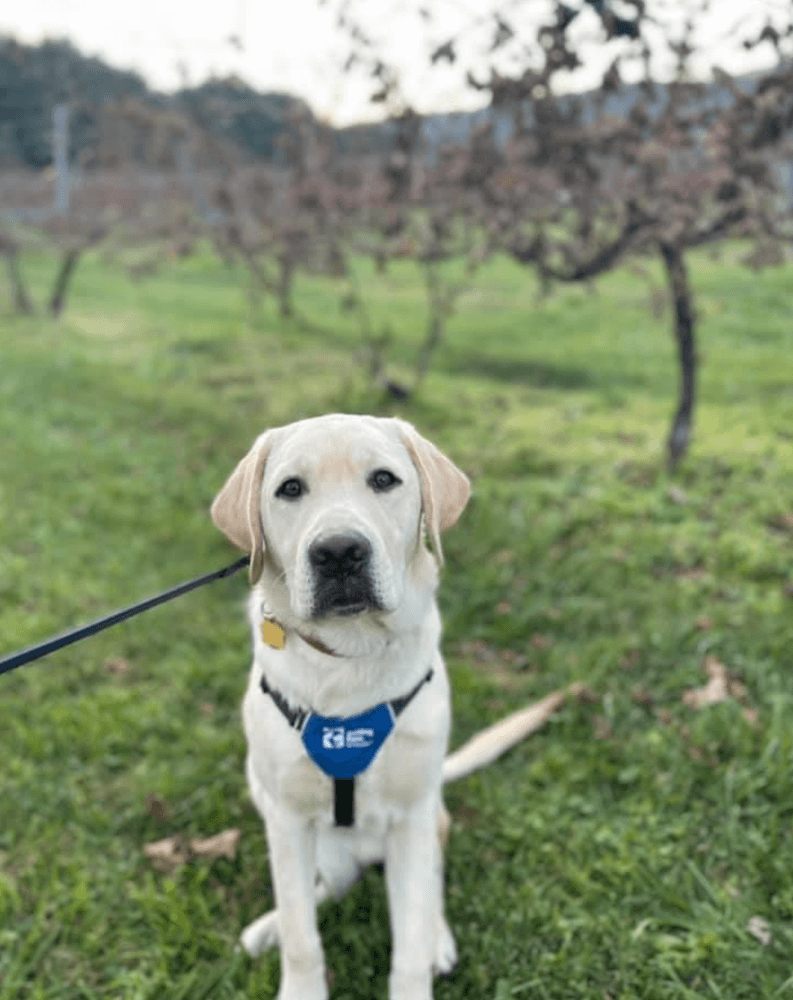 Yellow Lab Laredo in his future guide dog jacket