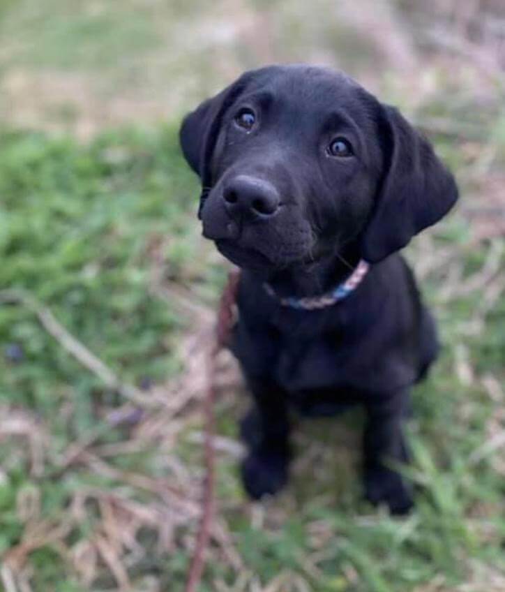 black Lab puppy Sully tilts head and looks adorable in the grass