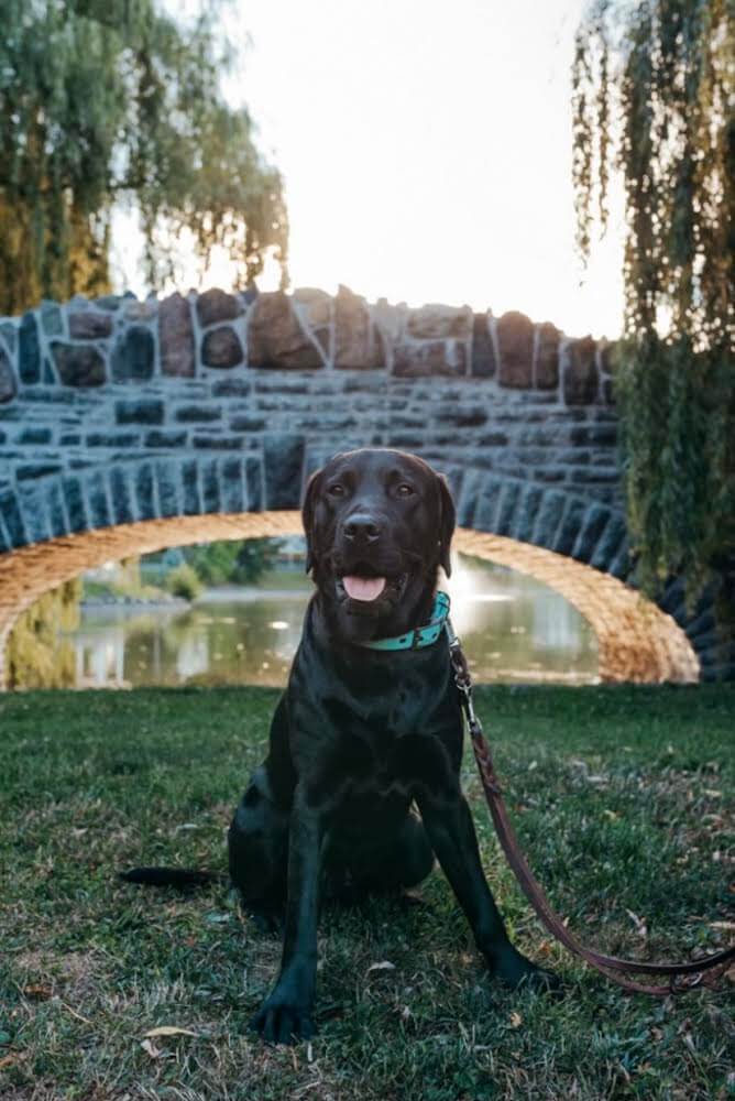 Pup Sully sits proudly in front of a stone wall and fountain