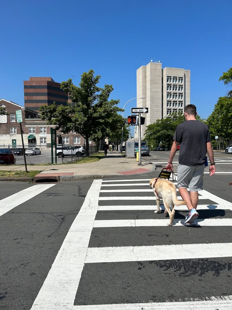 Laredo leads Jack quickly and safely through an urban crosswalk