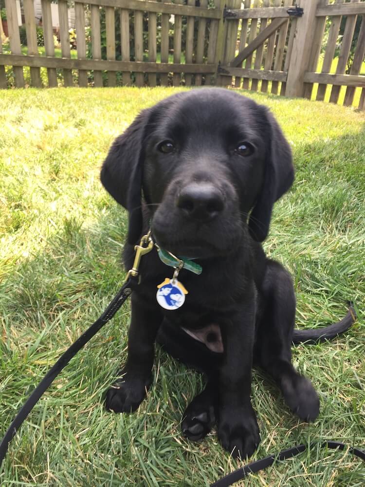 Little black puppy Joey in grass