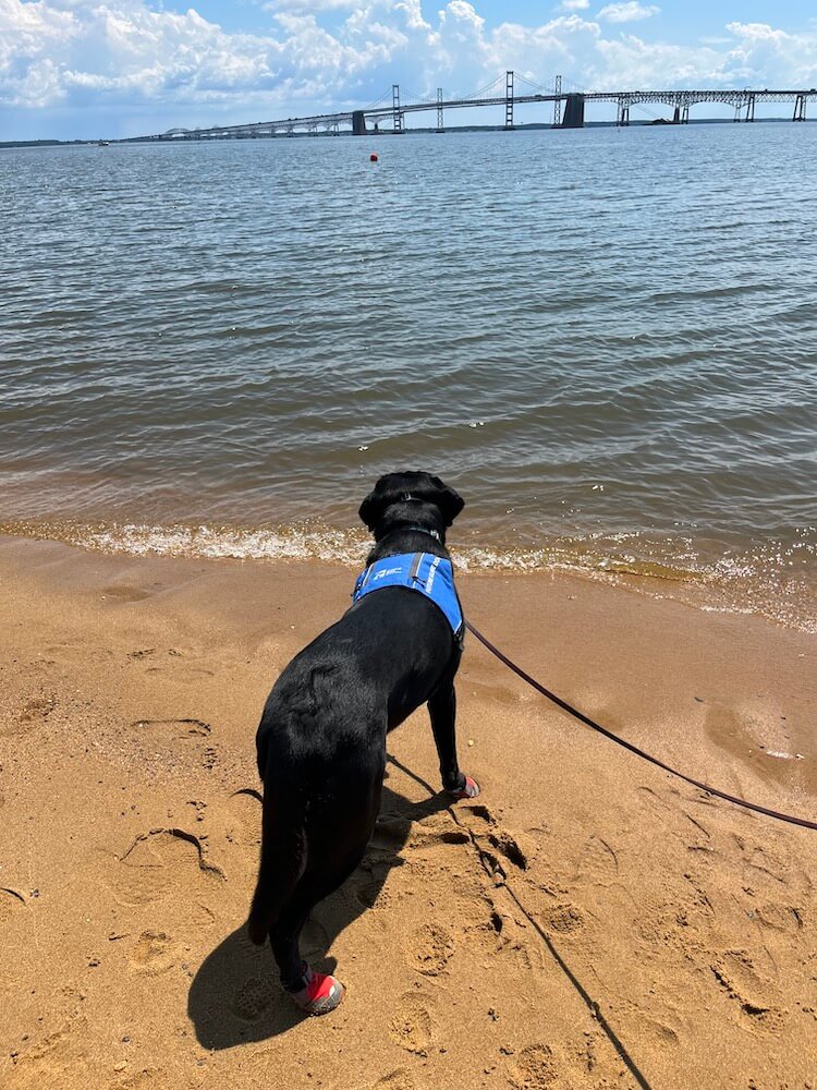Pup on program Joey looks out to the ocean