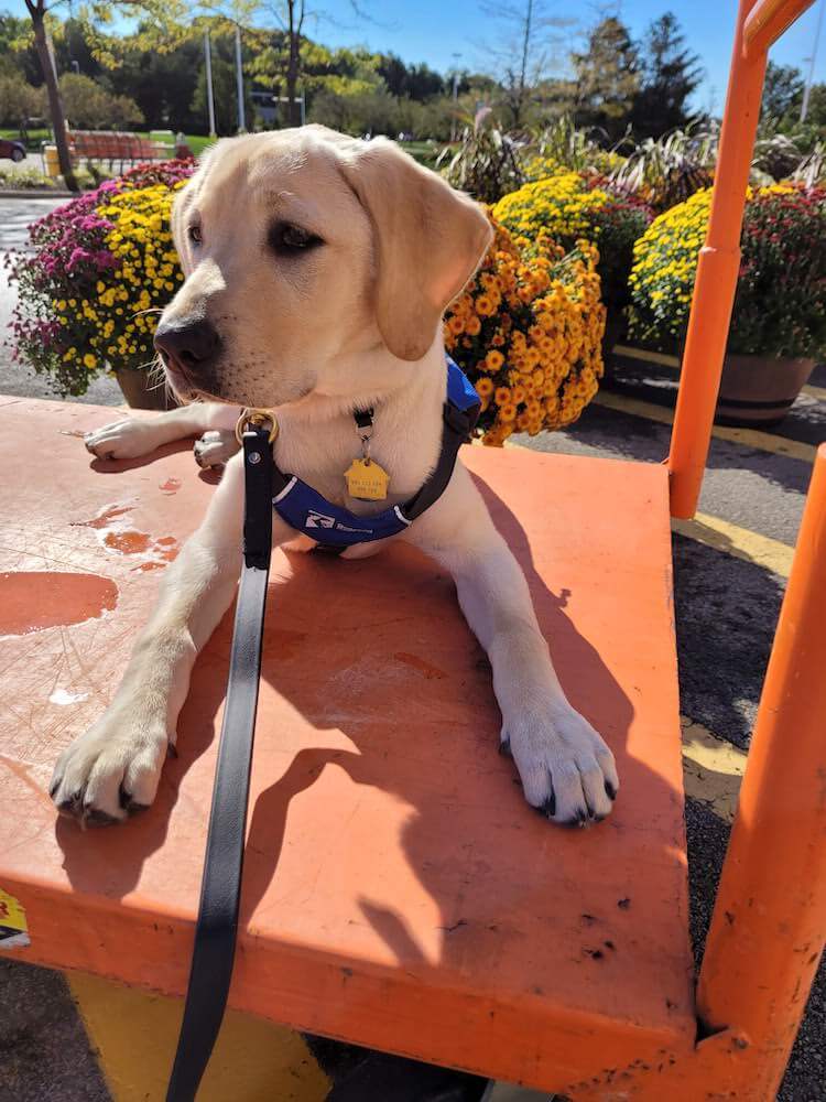 Pup on Program Orla waits patiently on an orange utility cart in the nursery area of a store