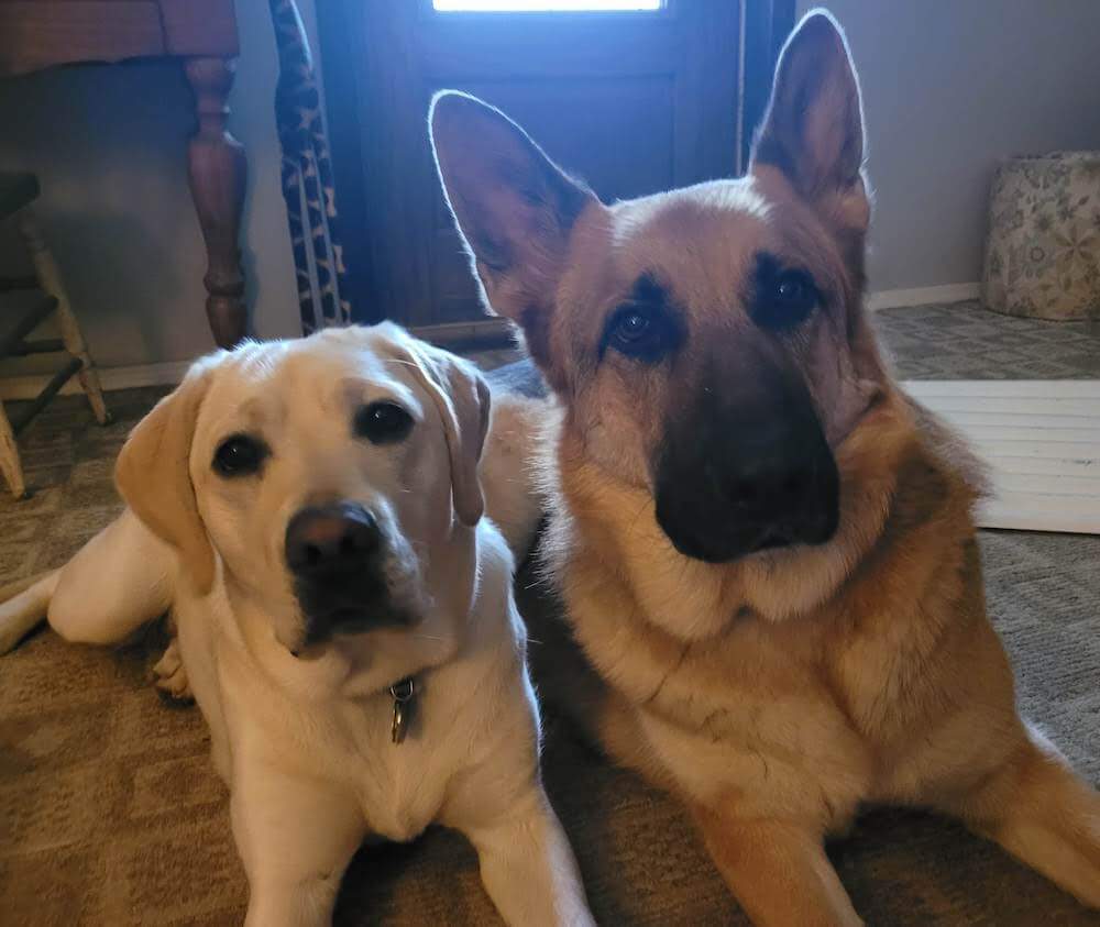 Pup Orla and her German Shepherd buddy in a down next to each other