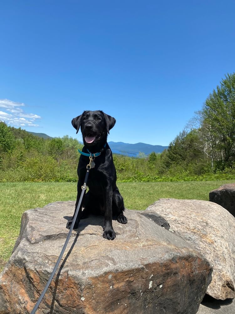 Wilder sits tall on a boulder with deep blue sky behind her