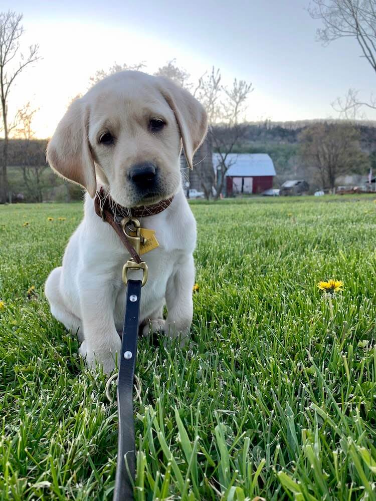 yellow lab puppy Yacht with a cute head tilt with a barn in the background