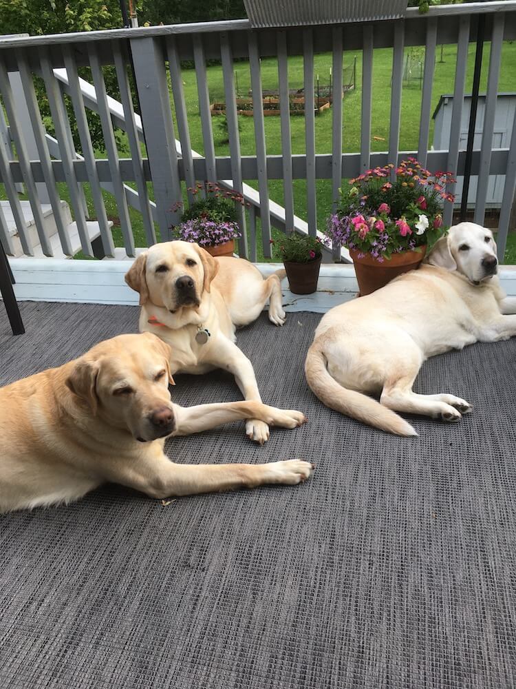 Pup Gabe hangs out on a deck with two fellow yellow labradors