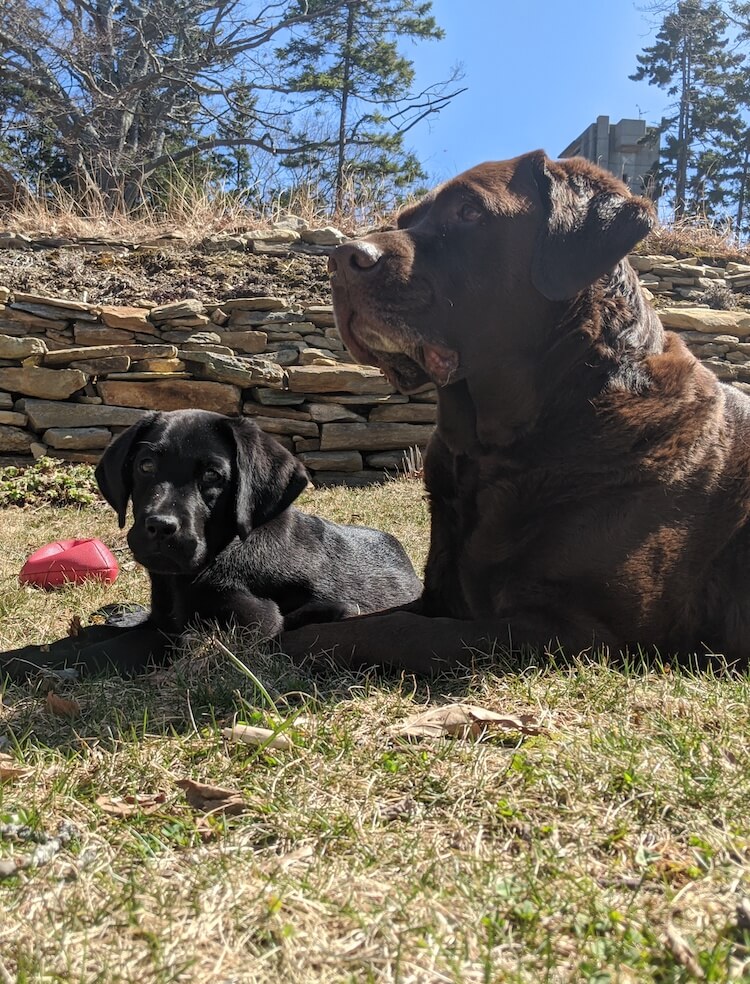 Puppy Francis with friend and raisers' chocolate Lab Charlie
