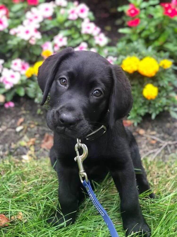 little puppy winsome next to the flowerbed
