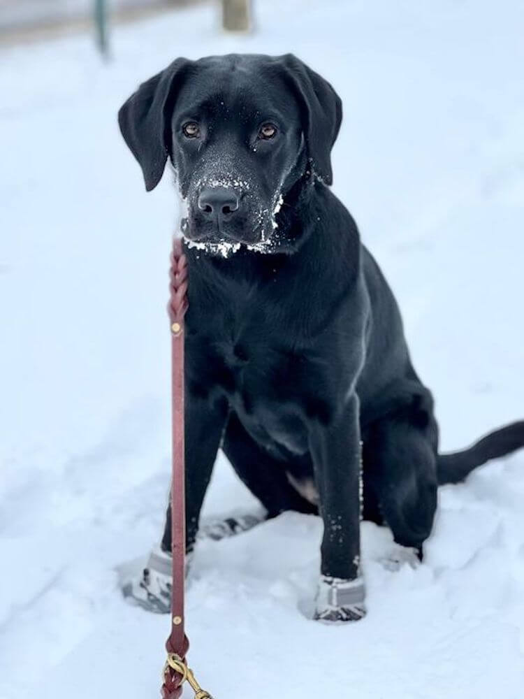 Black lab pup Winsome against the snow
