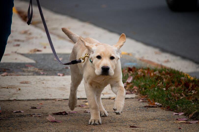 yellow puppy Blanco runs on leash