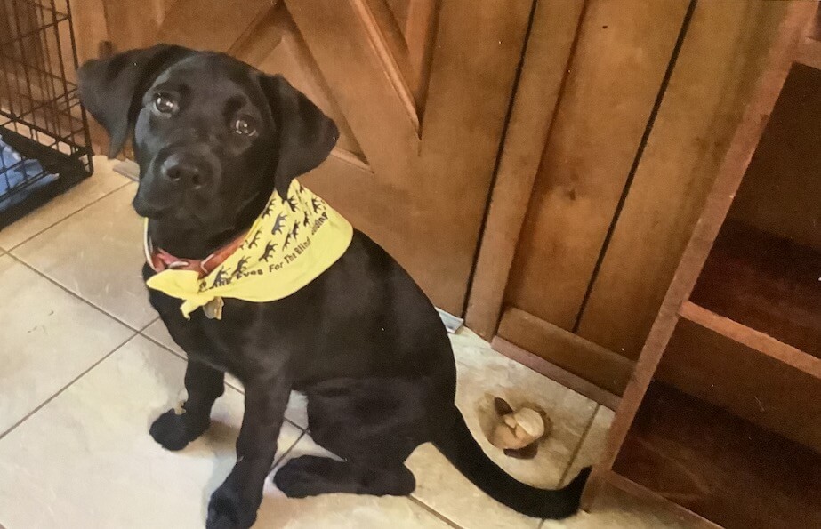 In a yellow GEB bandana little lab Alice sits and looks up to camera