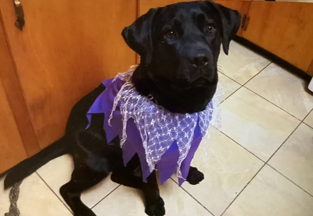 Pup on program Alice models a fancy purple costume around her neck