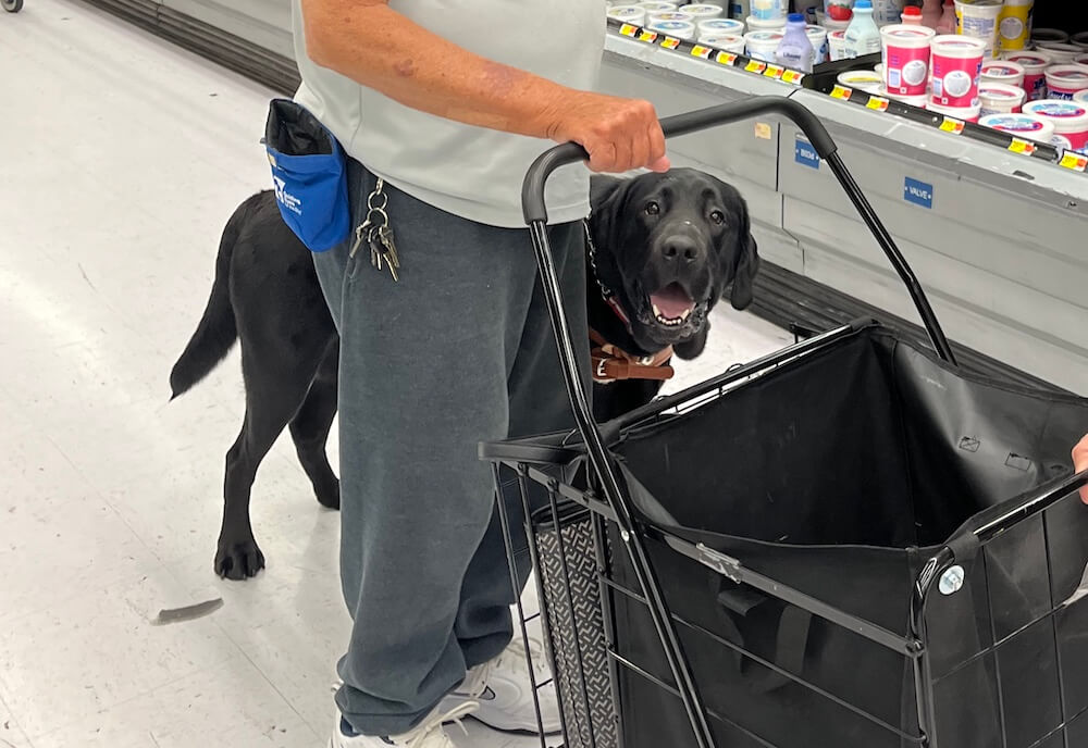 a happy guide - Buddy has a big smile looking through the grocery cart handle