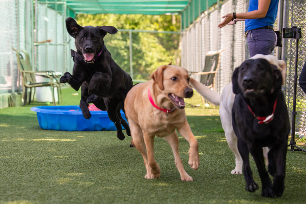 black labs running on turf around kiddie pools full of colorful balls