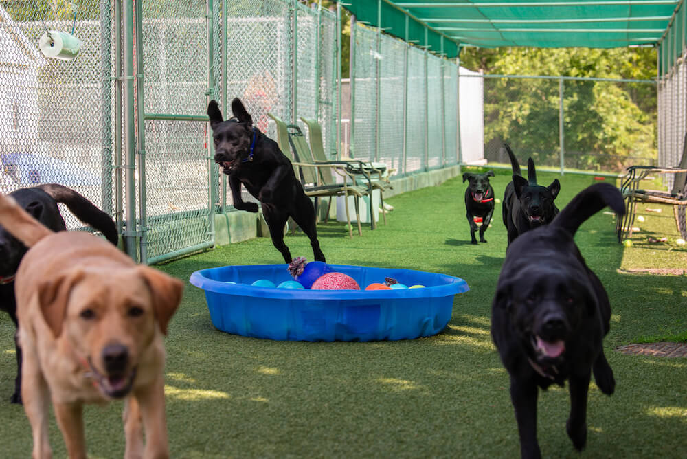 black labs running on turf around kiddie pools full of colorful balls