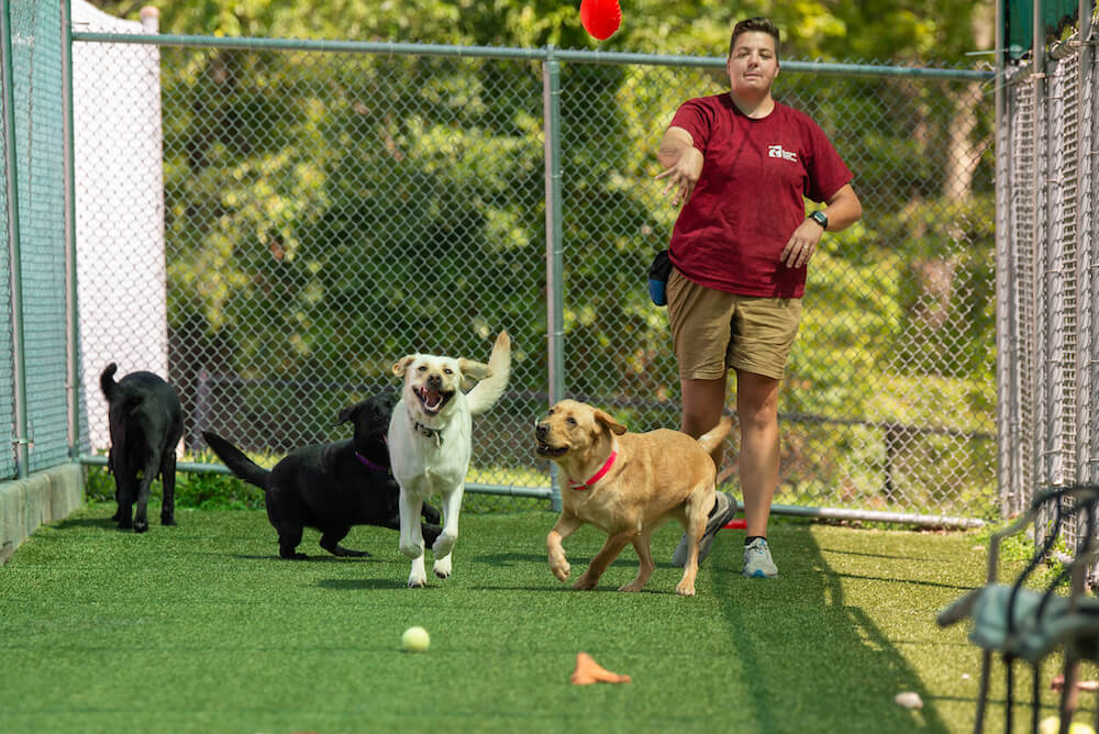 Training staff throw balls for dogs to chase