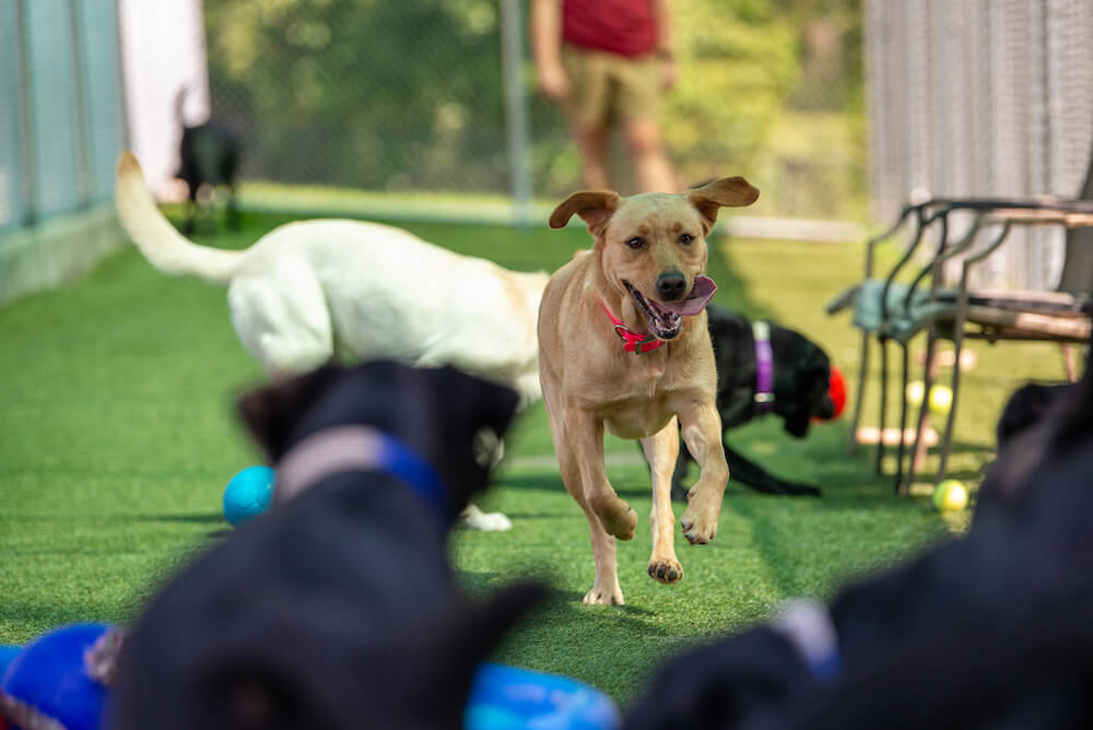 black labs running on turf around kiddie pools full of colorful balls