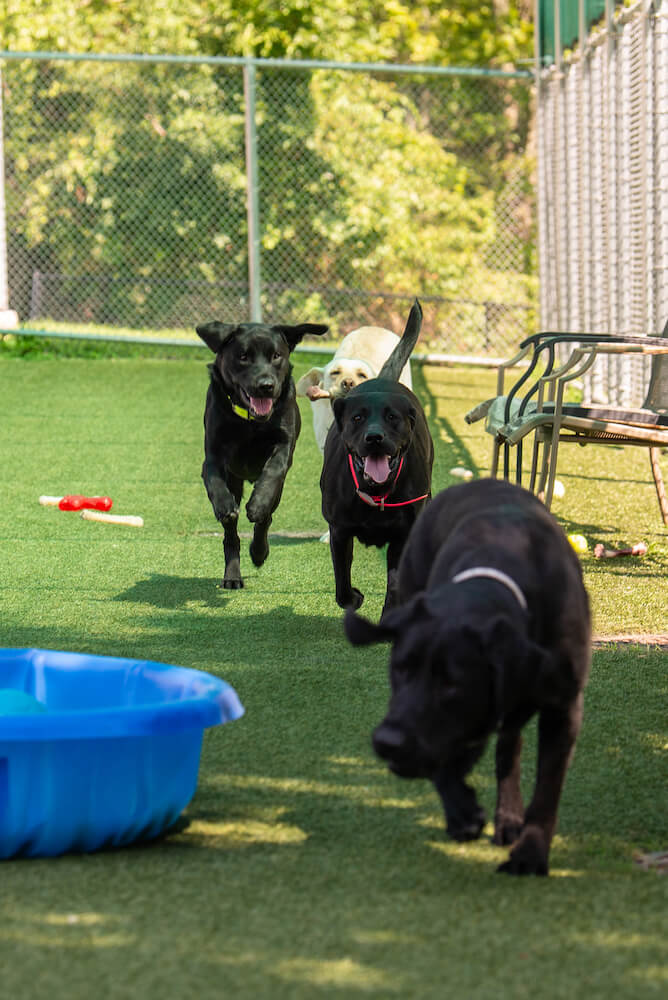 black labs running on turf around kiddie pools full of colorful balls